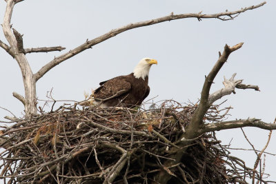 Large Nest
