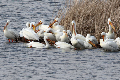 Pod of Pelicans