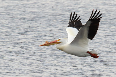 Flight of a Pelican