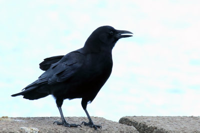 As the Crow Sits