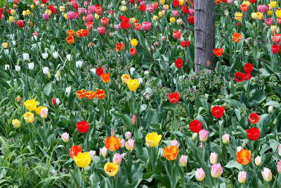 Spring Flowers