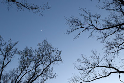 Moon Above the Forest