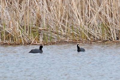 Couple of Coots