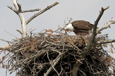 Hungry Eaglet