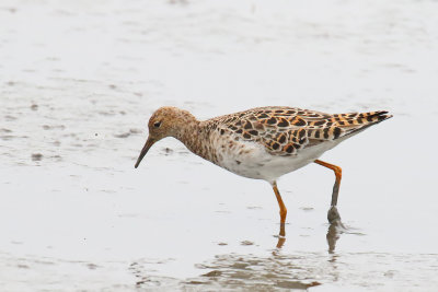 Out of State Shorebird