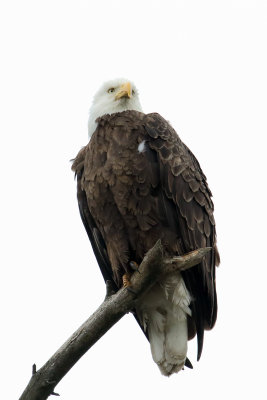 Eagle Above
