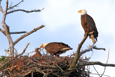 Eagles at Home