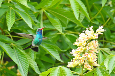 Vibrant Bird