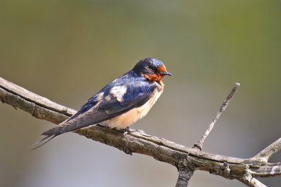 Sitting Swallow