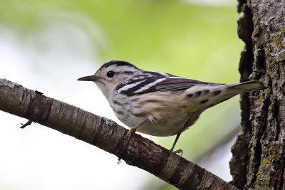 Warbler in the Park