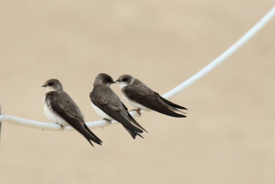 Birds on a Wire