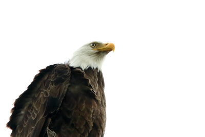 Profile of an Eagle