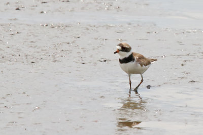 Pacing Plover