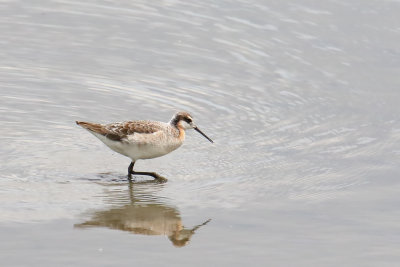 Wader in the Water