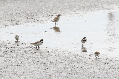 Plover in a Puddle