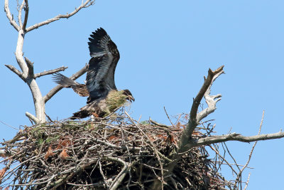 Crossing the Nest