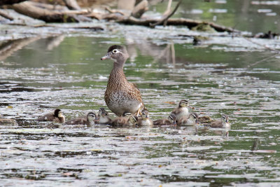 Down with the Ducklings