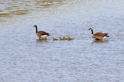 Heading to Shore