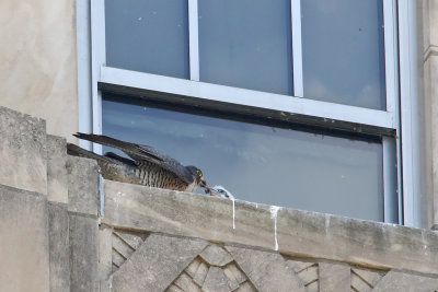 Feeding a Falcon