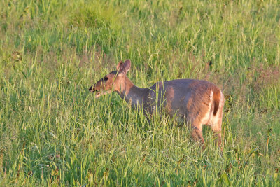 Deer Near Dusk
