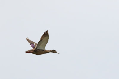 Mallard Moving On