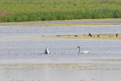 Swans in the Pond