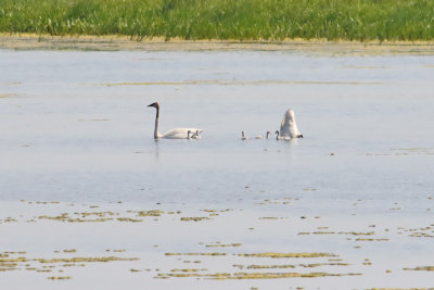 Trumpeter Swan Family