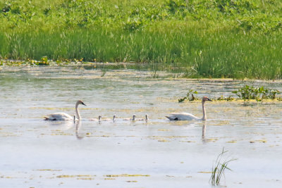 Trumpeter Swans in Illinois