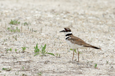 Plump Plover