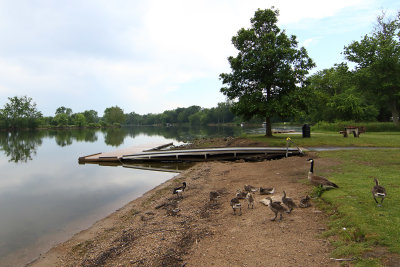 Geese on the Beach