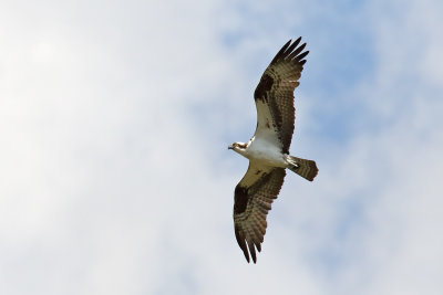 Osprey Flyby