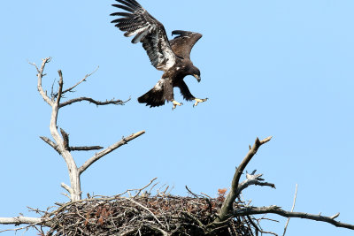 Flying Out of the Frame