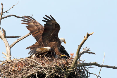 Excitement in the Nest