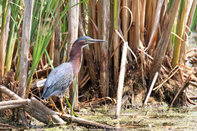 Coming Out of the Cattails