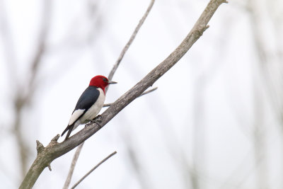 Red on the Head