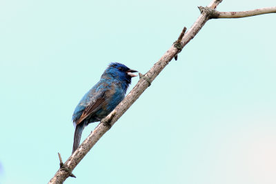 Blue Bunting