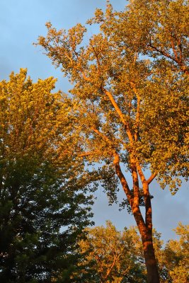 Sunset Trees