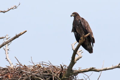 Big on the Branch