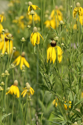 Yellow on the Prairie