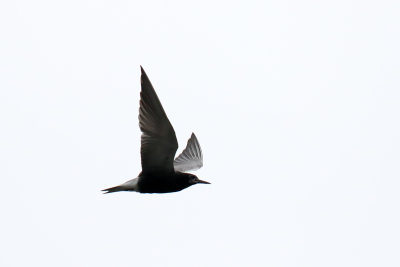 Flight of a Tern