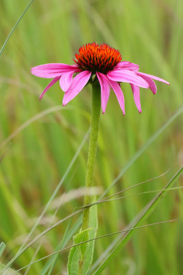 Pride of the Prairie