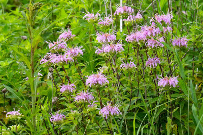 Summer Wildflowers