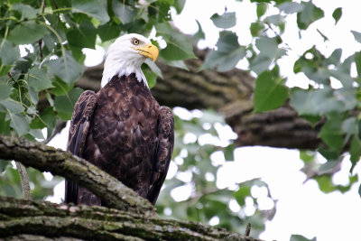 Stare of an Eagle