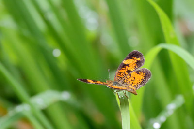 Butterfly on a Blade