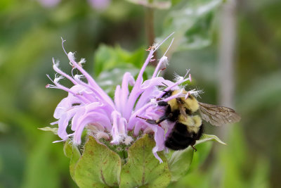 Balmy Bee