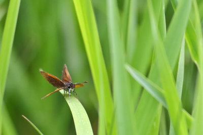 Tiny Butterfly