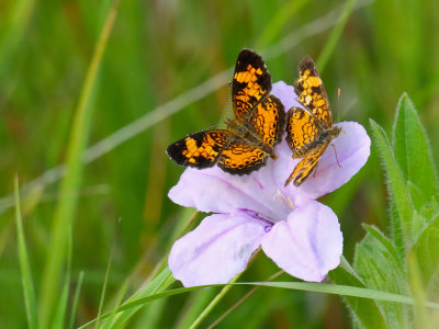 Two on a Petunia