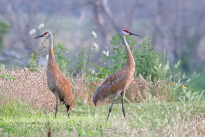 Couple of Cranes