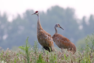 Cranes on the Prairie