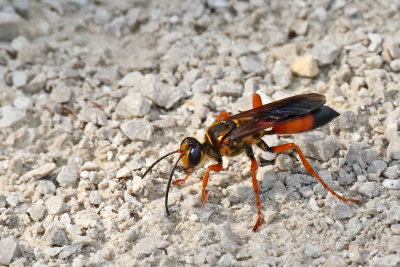 Working Wasp